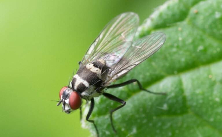 Cuánto frío soporta una mosca: Conoce la resistencia de este insecto en tu jardín