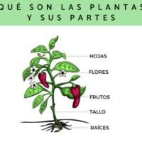 las-plantas
