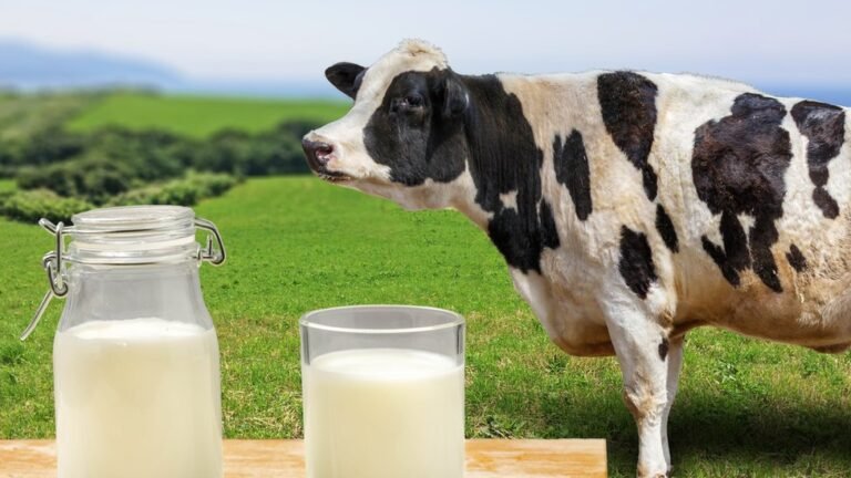 Qué es mejor la leche de vaca o la leche de ajonjolí