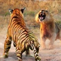 leon-y-tigre-enfrentados-en-la-selva