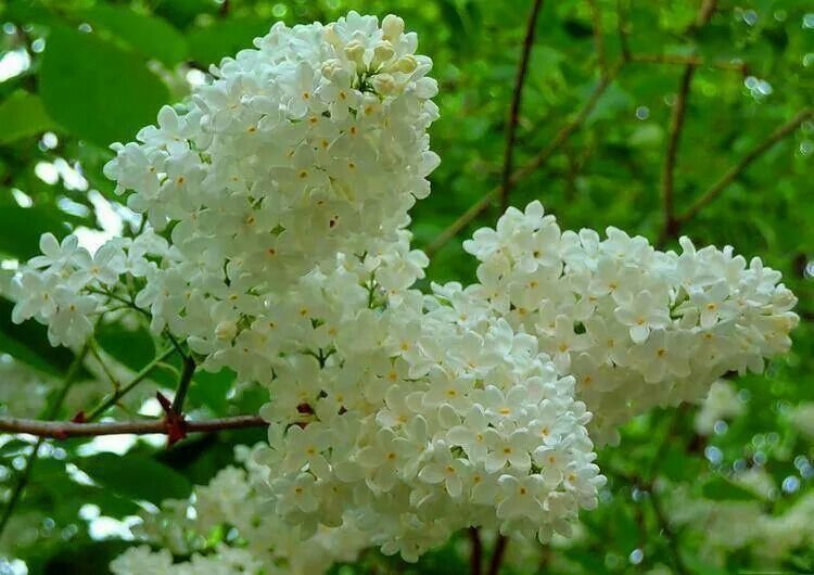 Hay un arbusto de lilas blancas: Cómo cuidarlo y mantenerlo floreciente