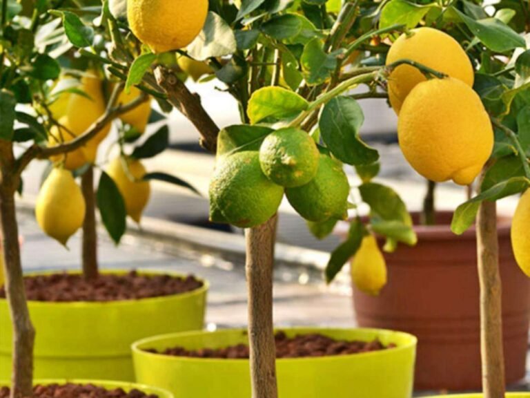 Cómo cuidar un limonero 4 estaciones en maceta