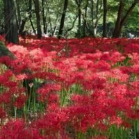 lirio-arana-rojo-descubre-su-significado-y-como-cultivarlo-en-tu-jardin