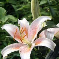 Lirios venenosos en el jardín: Cómo identificarlos y evitar riesgos lirios-venenosos-en-el-jardin-como-identificarlos-y-evitar-riesgos