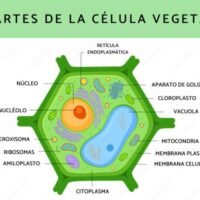 lista_de_las_partes_de_la_celula_vegetal_3278_1_600
