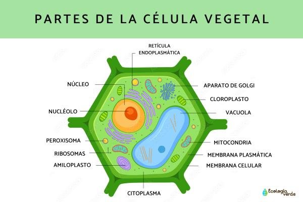 Que contienen las células vegetales y animales