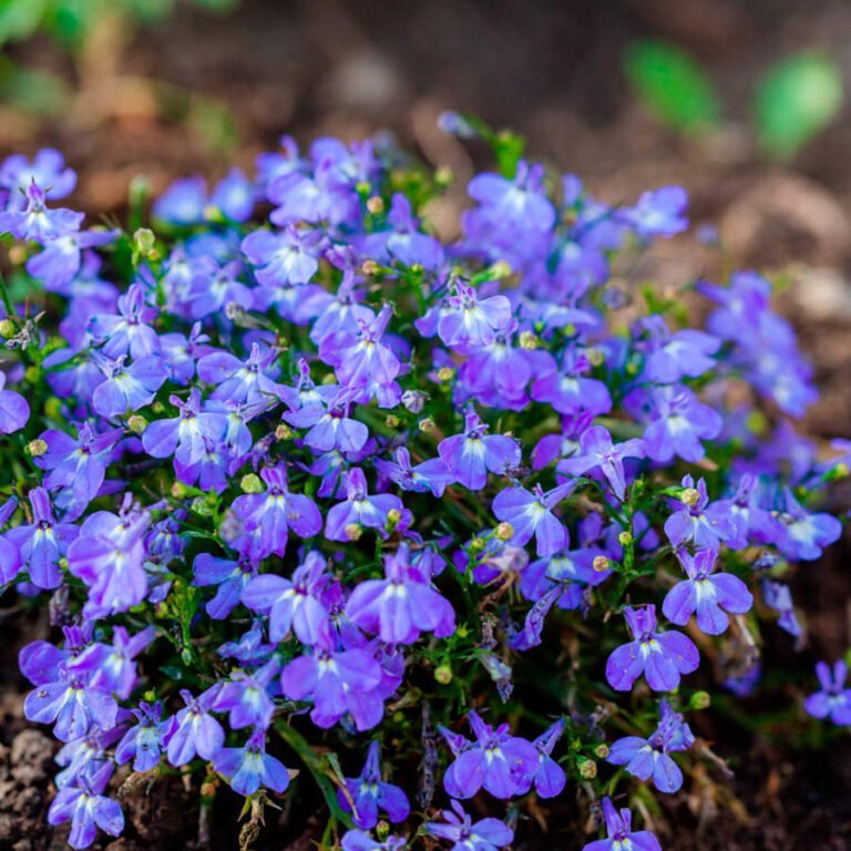 Dónde ponen Verano Azul: Mejores lugares en tu jardín para esta planta