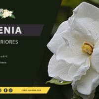 los-mejores-consejos-para-cuidar-tu-gardenia-en-verano-todo-lo-que-necesitas-saber
