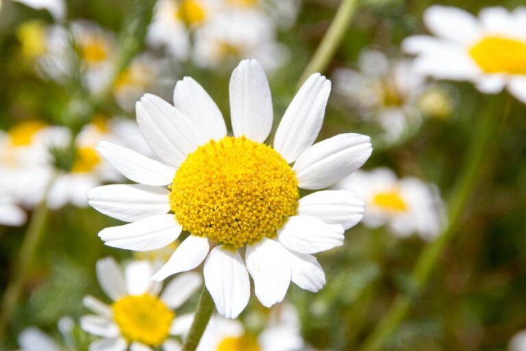Los múltiples beneficios de la flor margarita para tu jardín y tu salud