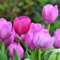 los-tulipanes