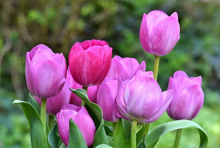 Por qué se regalan tulipanes hoy: Tradiciones y significados en la jardinería