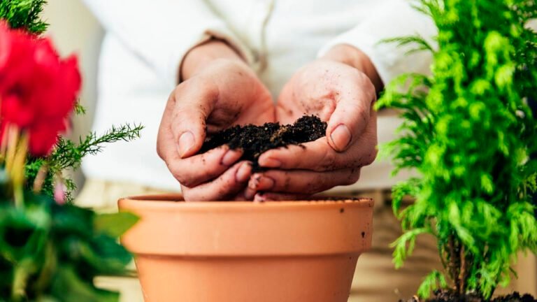 Cómo rellenar macetas sin tierra: Guía práctica para jardineros