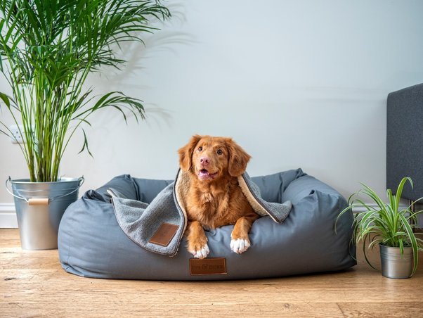Cuánto mide una cama para perro grande