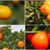 mandarinastangerinas-scaled