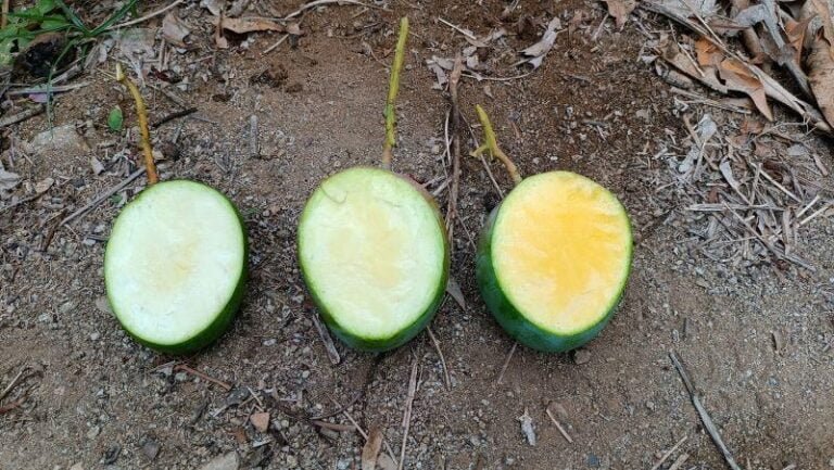Cómo saber si el mango está listo para cosechar