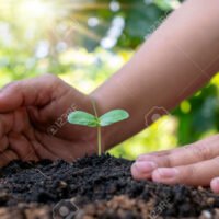 manos-humanas-plantando-arbol-en-el-suelo