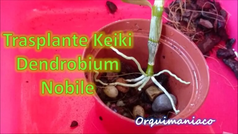 Cuándo trasplantar Dendrobium nobile