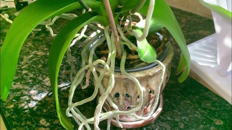 Cómo regar raíces aéreas orquídea