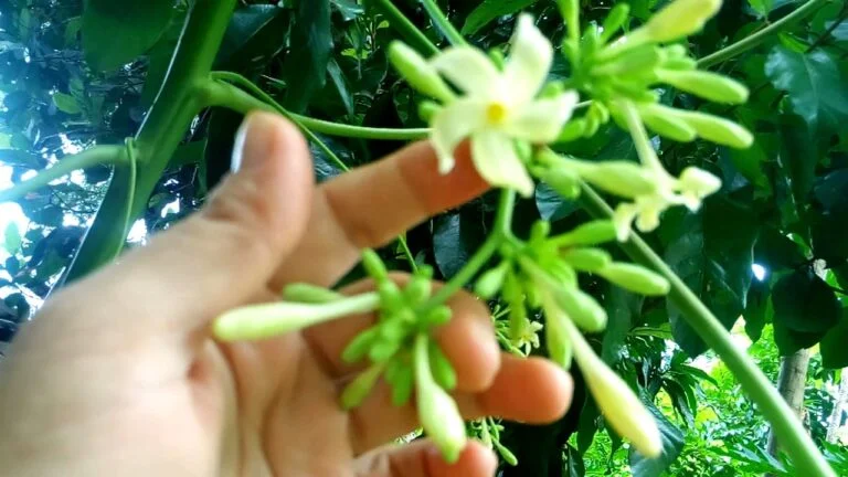 Cómo puedo saber si las semillas de papaya es macho o hembra