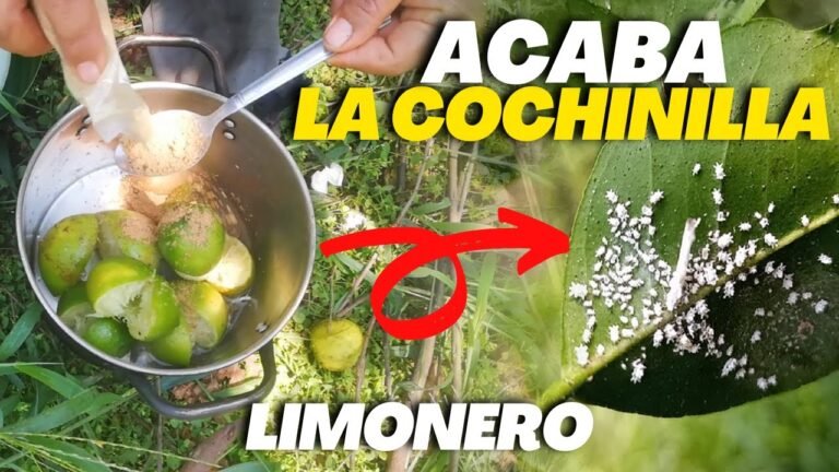 Cómo preparar insecticida casero para limonero