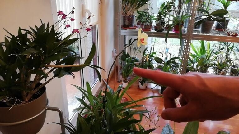 Dónde sembrar mis orquídeas: Guía completa para el lugar perfecto