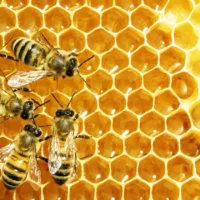 miel-abeja
