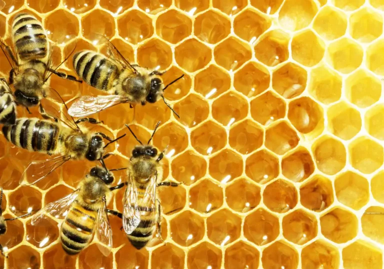 Qué es más saludable miel de abeja o miel de agave