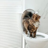 Cute cat on toilet bowl in bathroom