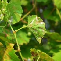 Qué es la vid y los pámpanos: Descubre su importancia en la jardinería mildu