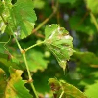 Qué es la vid y los pámpanos: Descubre su importancia en la jardinería mildu