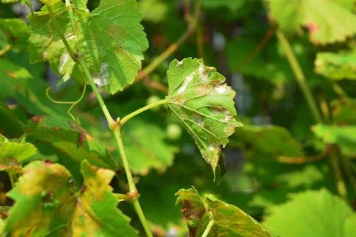 Qué es la vid y los pámpanos: Descubre su importancia en la jardinería