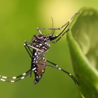 mosquito-aedes-aegypti-transmisor-del-dengue