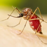 mosquito-aedes-aegypti-transmitiendo-el-virus
