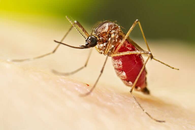 El dengue se transmite de persona a persona: mito o realidad