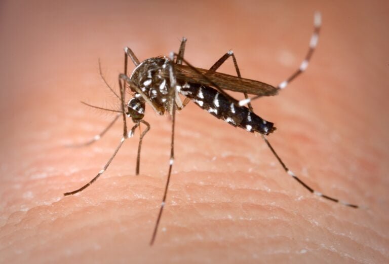 Qué mata al mosquito tigre: soluciones efectivas de jardinería