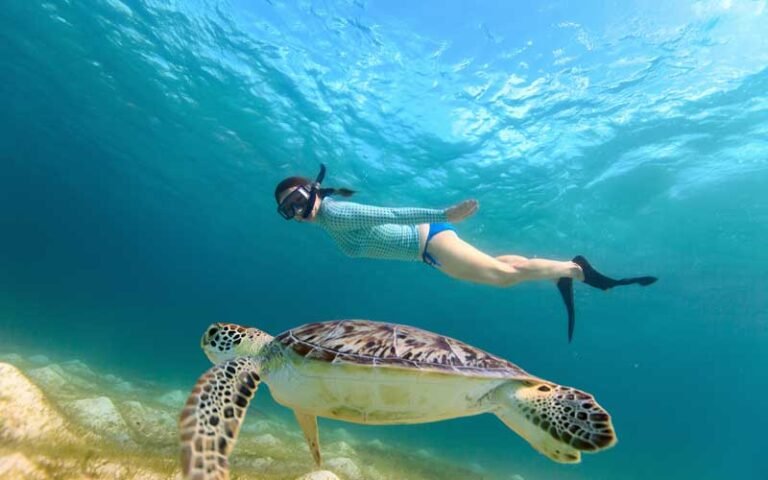 Dónde nadar con tortugas en Akumal, México