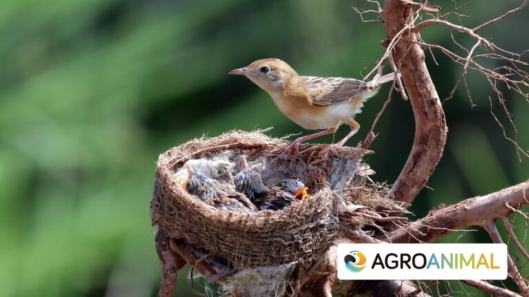 Cómo hacer un nido para los pájaros en tu jardín: Guía paso a paso