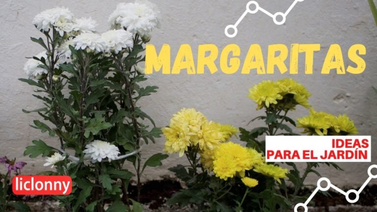 Nombres cariñosos para llamar a tus margaritas en el jardín: ¡Descubre cómo personalizar su cuidado!