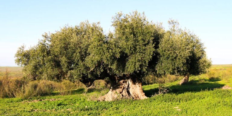 Cuánto cuesta un olivo de 200 años