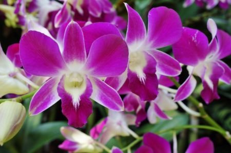 Qué puedo ponerle a mis orquídeas para que florezcan
