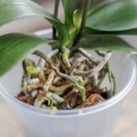 orquidea-hojas