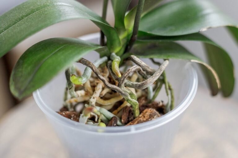 Qué hacer con una orquídea sin hojas