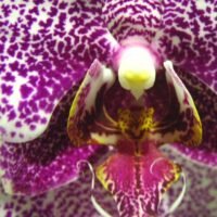 orquidea-punto