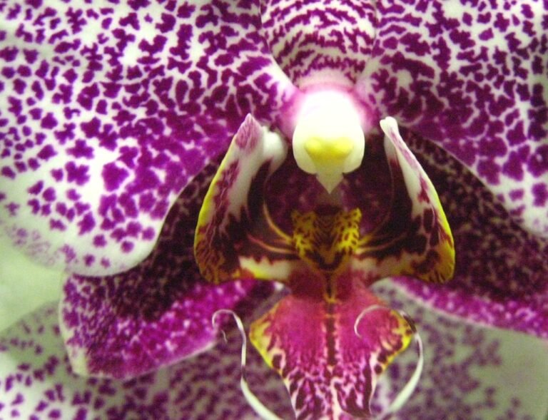 Cómo se ve cuándo va a florecer una orquídea