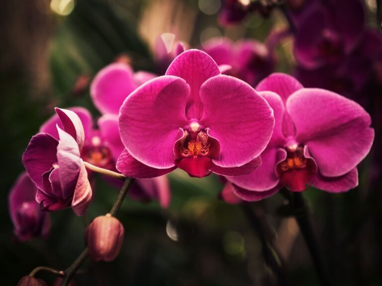 Que simboliza la orquídea rosa: Un misterio de la jardinería revelado
