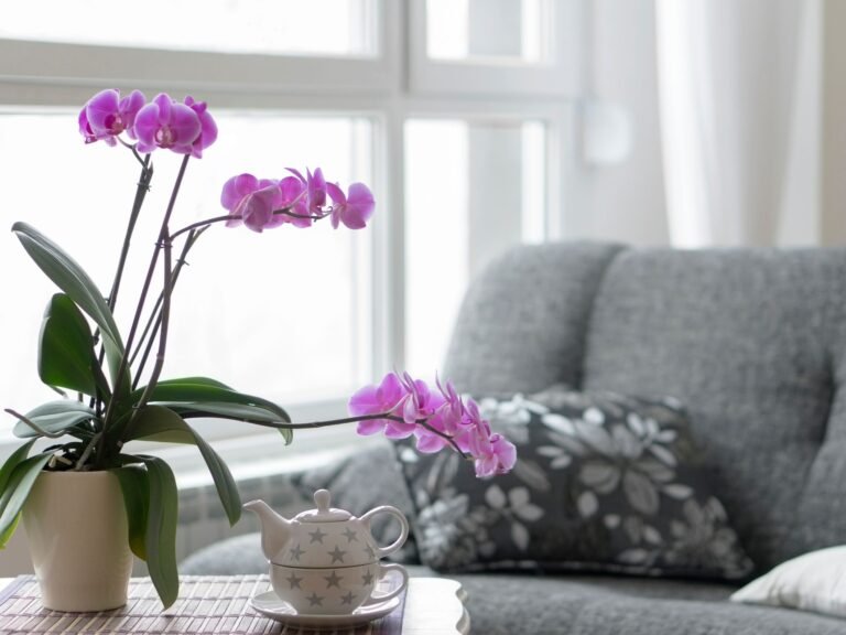 Orquídeas en interiores: consejos y trucos para cuidar tus plantas como un profesional