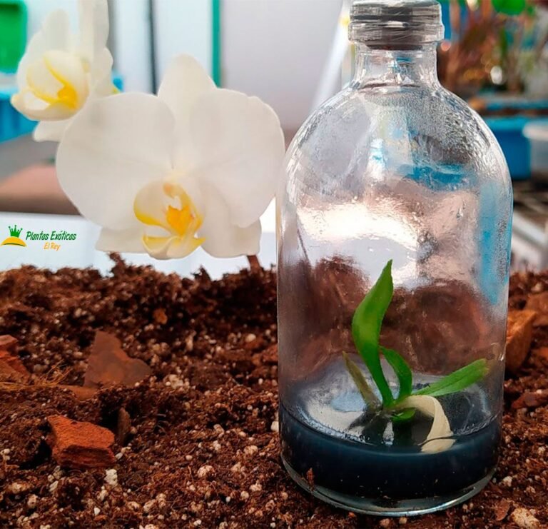 Puedes cultivar orquídeas en una botella