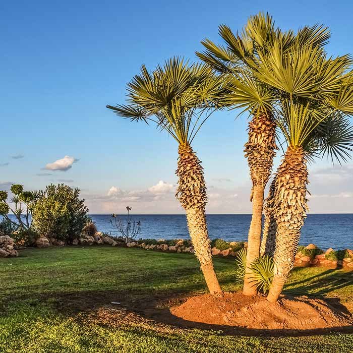 Cuánto miden las palmeras: Una guía completa para jardineros