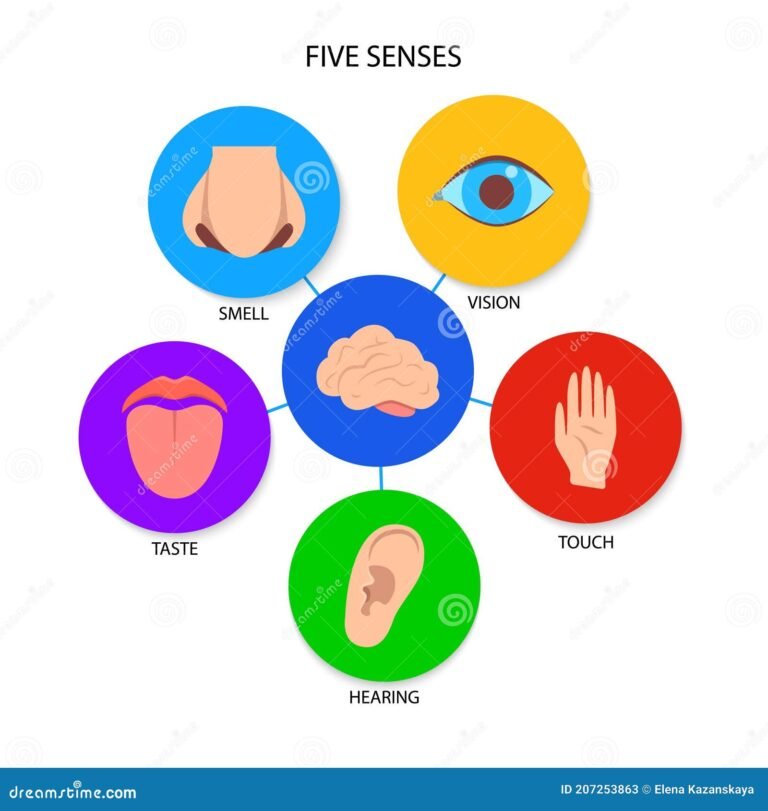 Cuál es la caja de los 5 sentidos