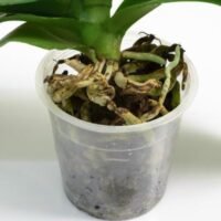 Paso a paso: Aprende cómo cambiar de maceta tu orquídea sin dañar sus raíces